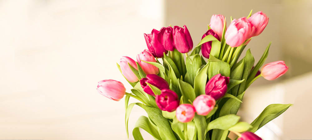 Pink Tulips