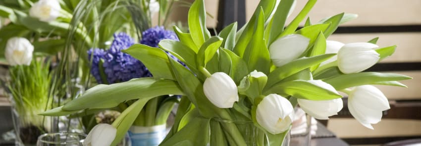 White Tulips