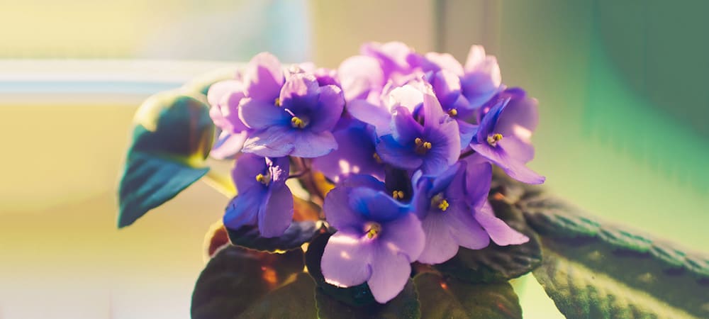 Violet Flower