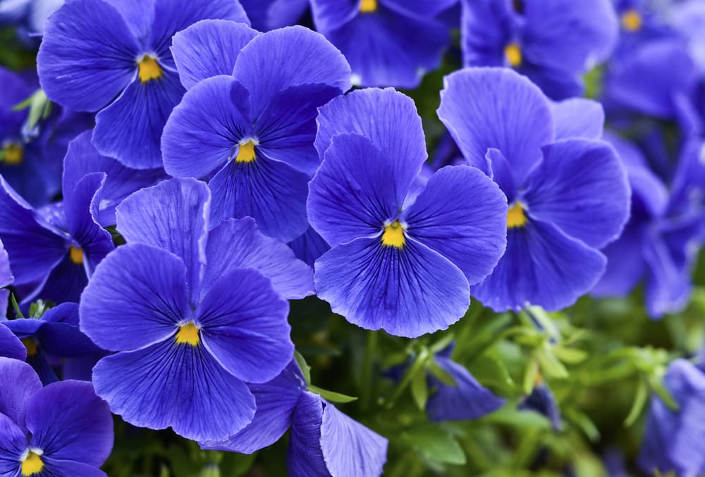 February Birth Flower, Violets