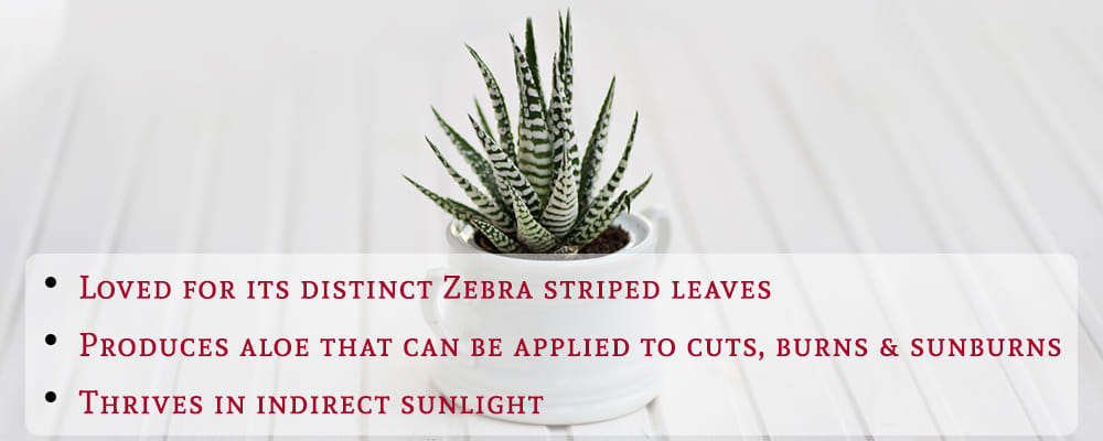 Zebra Haworthia