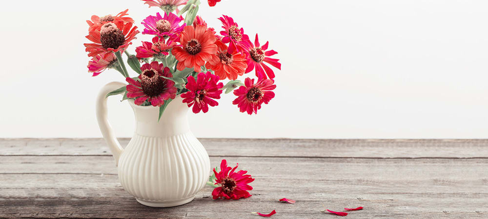 Zinnia in a White Vase