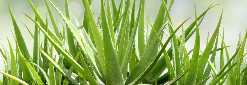 Aloe Vera Plant