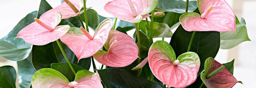 Anthurium