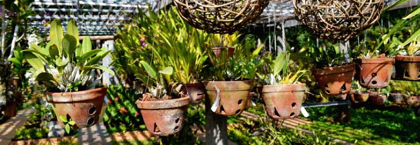 Auroville Botanical Garden Photo