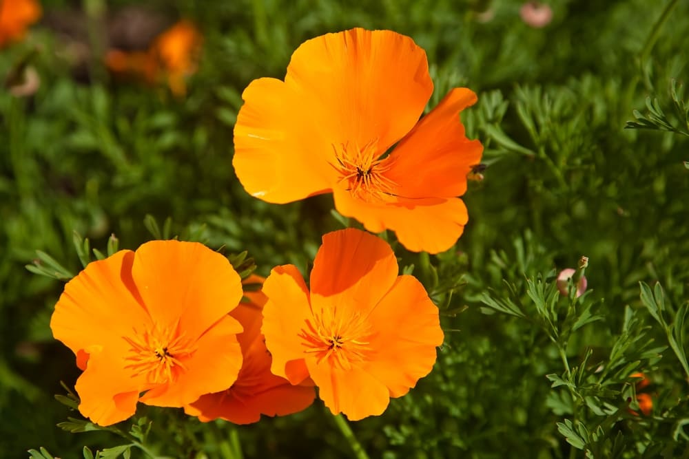 California Poppy