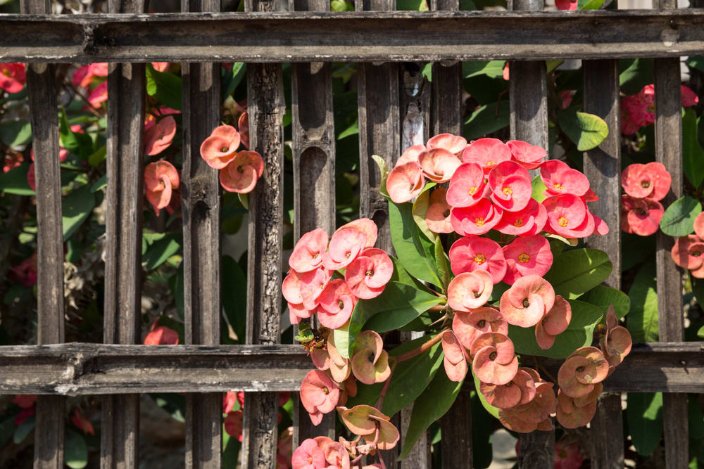 Crown of thorns (Euphorbia Milii)