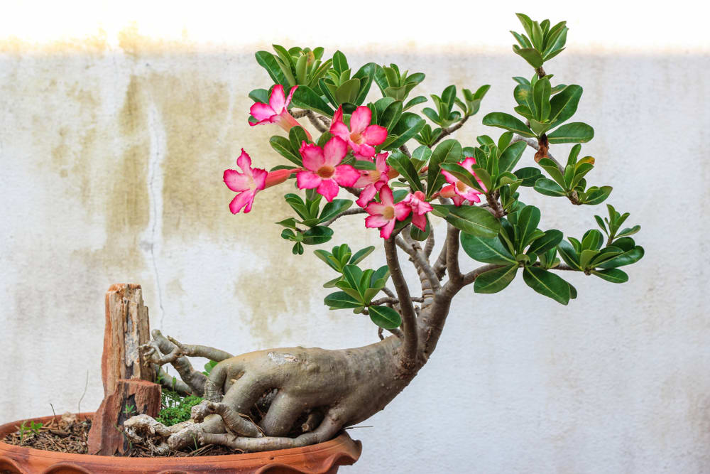 Desert Rose (Adenium Obesum)