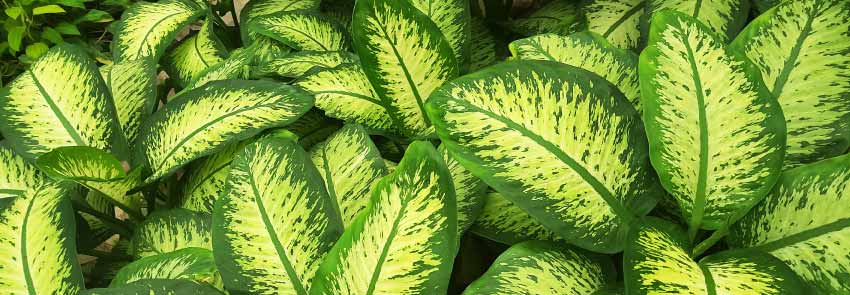 Dumb Cane