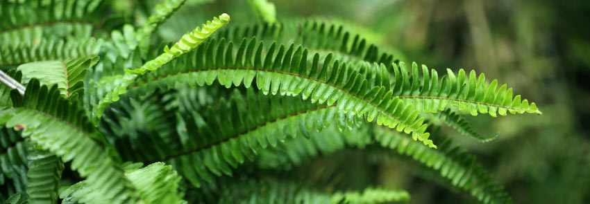 Ferns