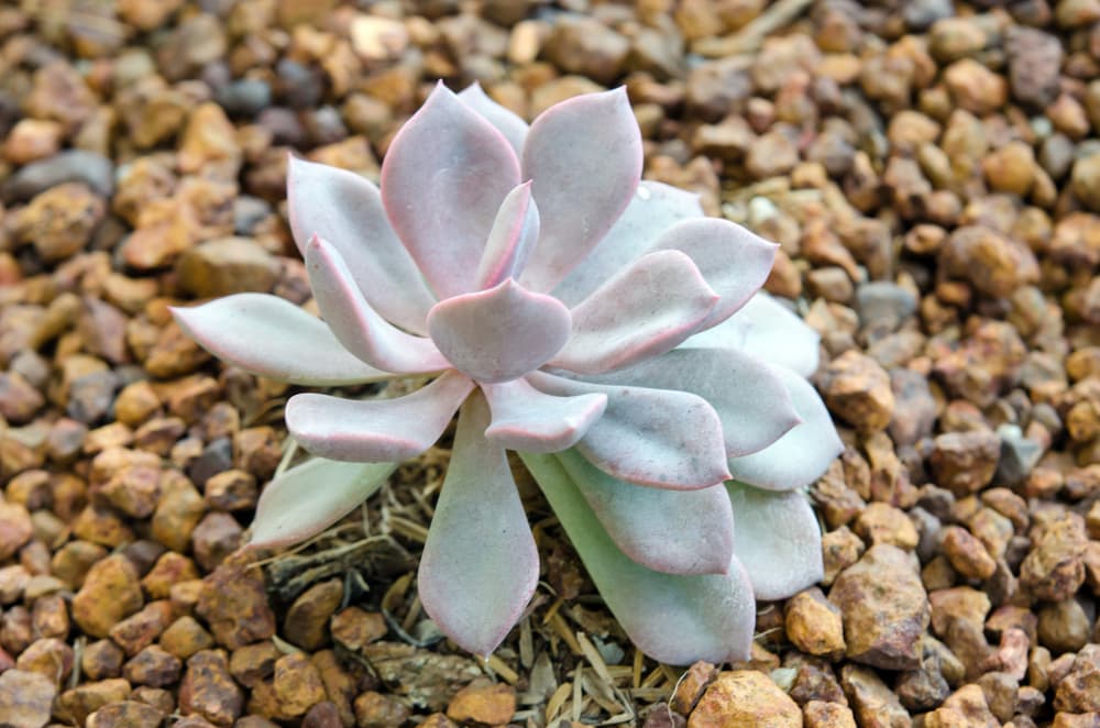 Fishhook plant (Senecio radicans)