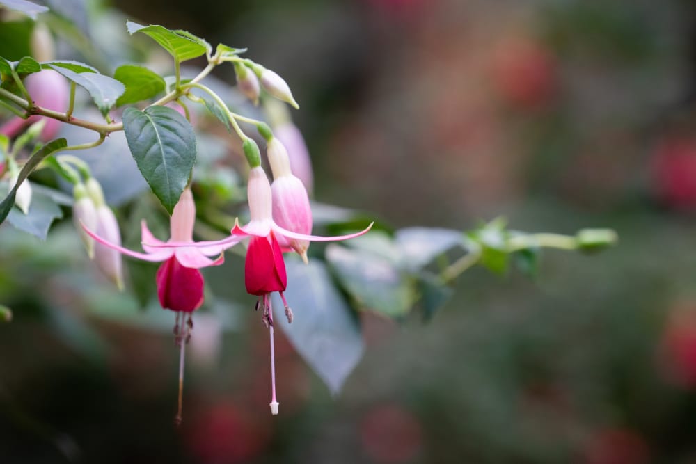 Fuchsias