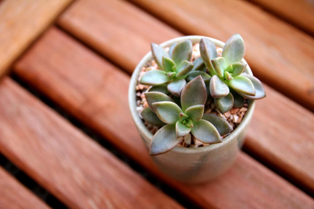 Hens and chicks (Echeveria spp.)