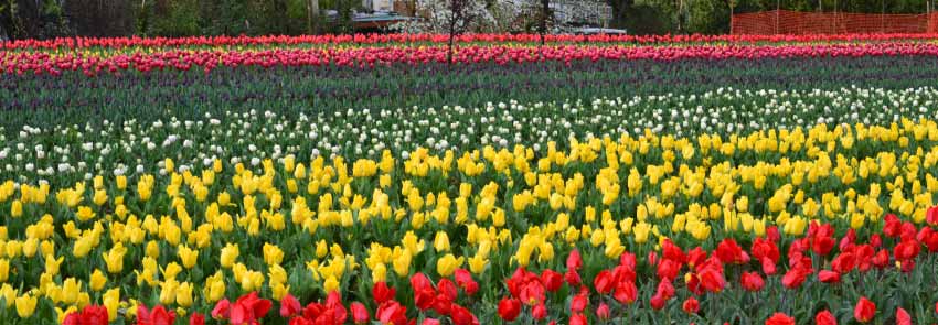 Indira Gandhi Memorial Tulip Garden Photo