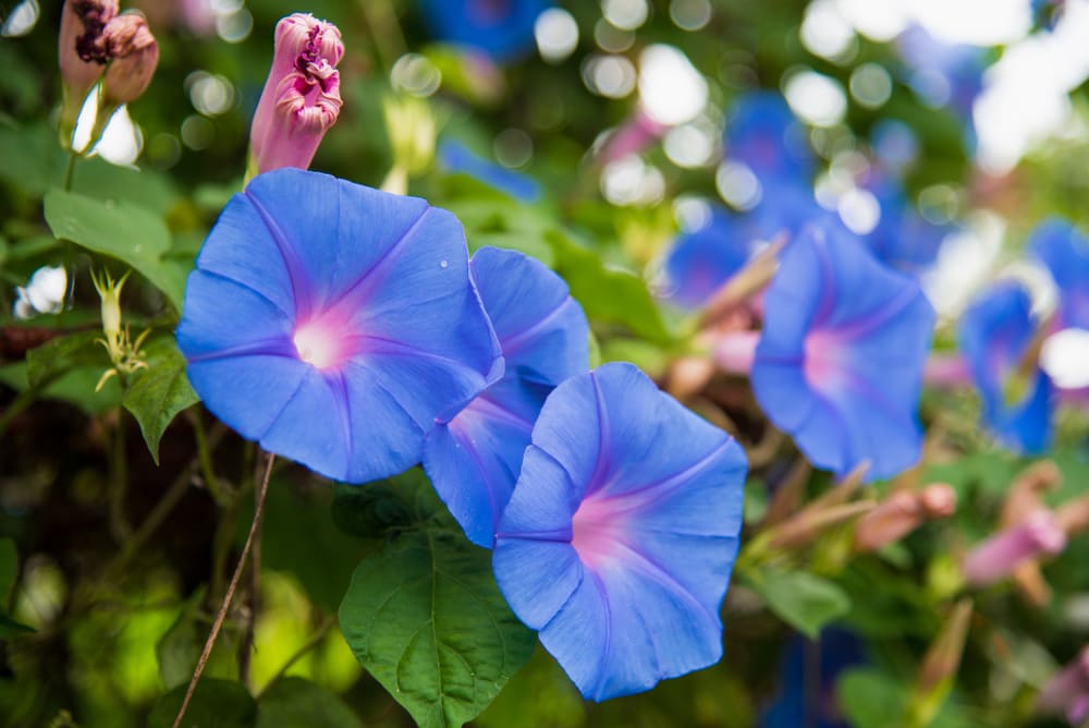 Morning Glories