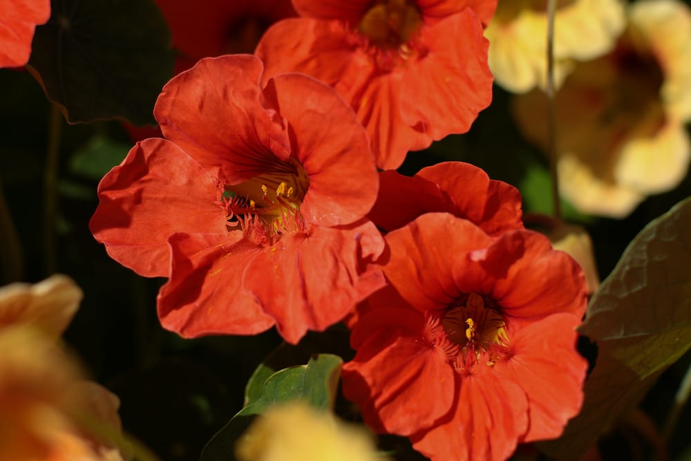 Nasturtium