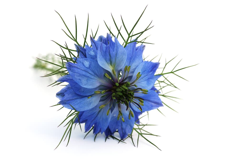 Nigella Flower