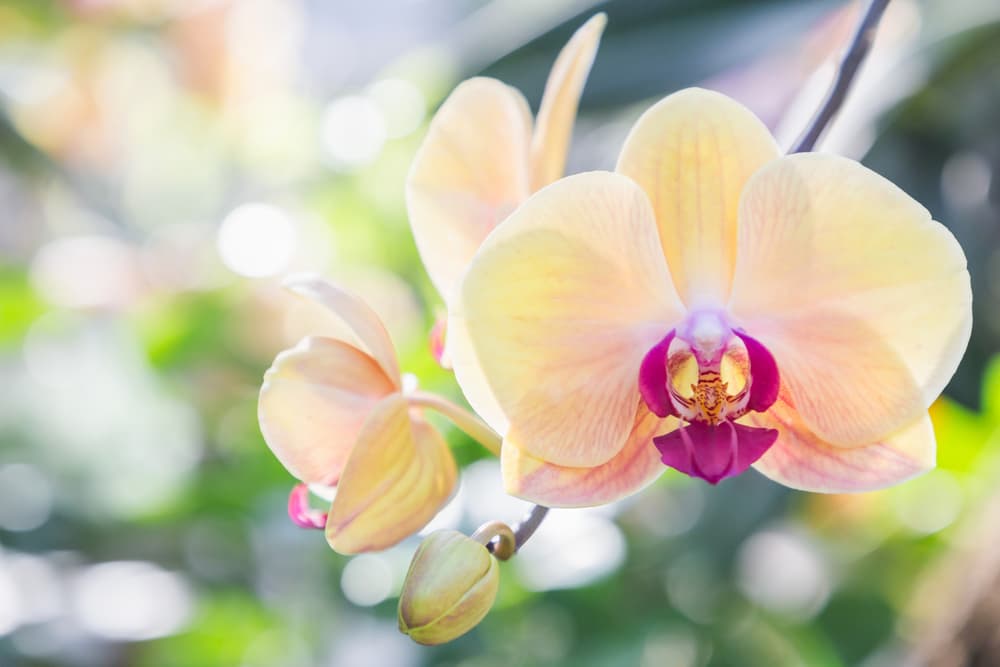 Orchids