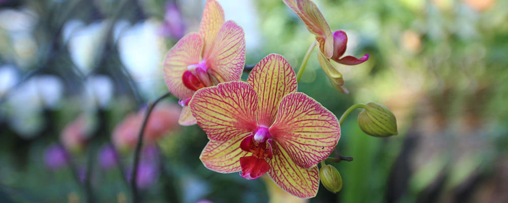 Orchid