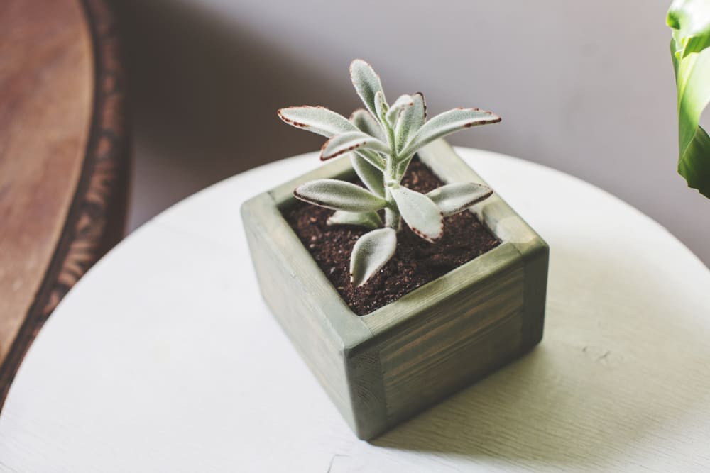 Panda Plant (Kalanchoe Tomentosa)