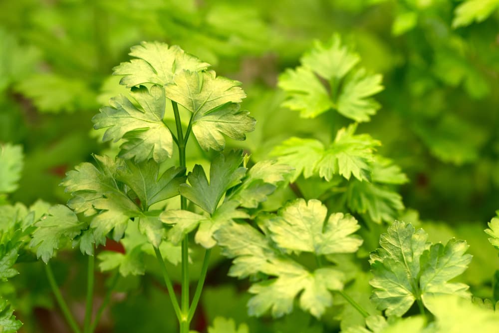 Parsley