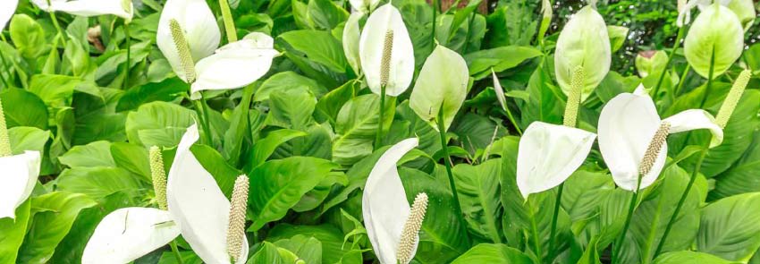 Peace Lilly