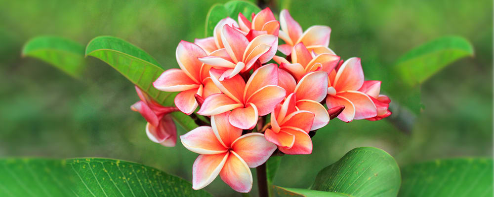 Plumeria Flower