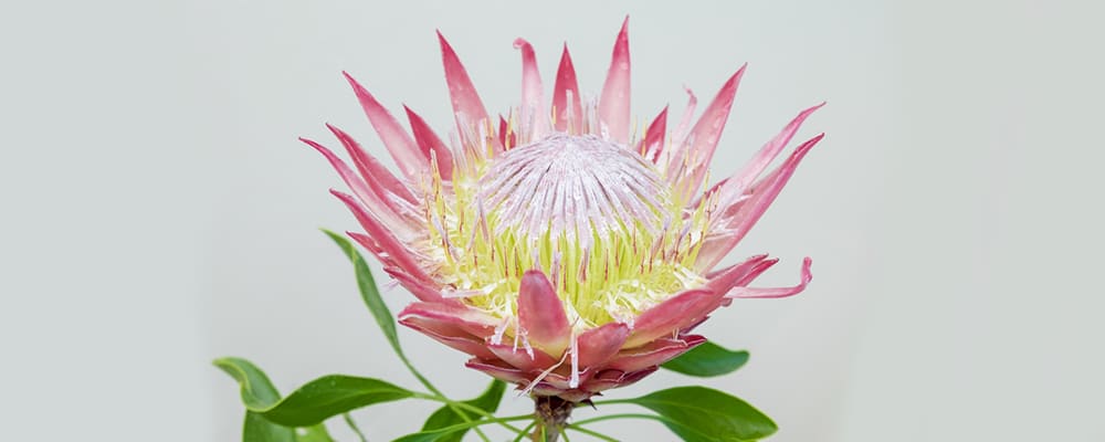 Protea Flower