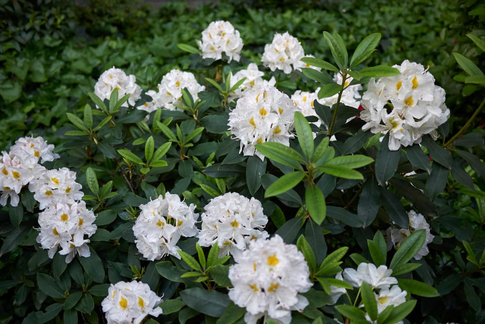 Rhododendron