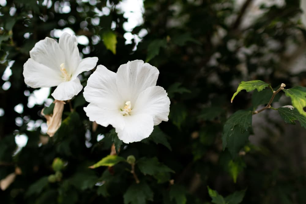 Rose of Sharon