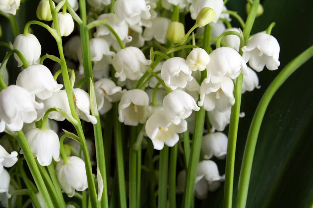 May Birth Flowe, Lily of the Valley