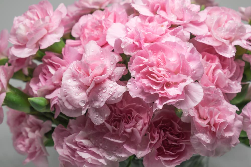 January Birth Flower, Carnations