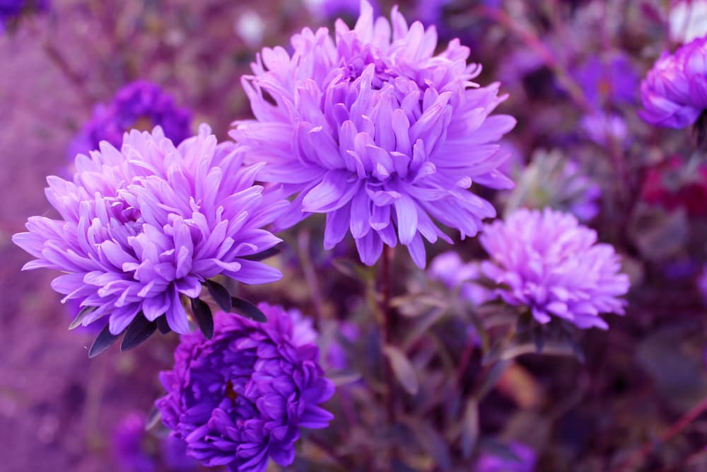 November Birth Flower, Chrysanthemum