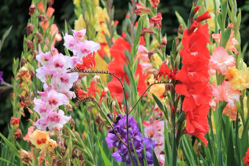 August Birth Flower, Gladiolus