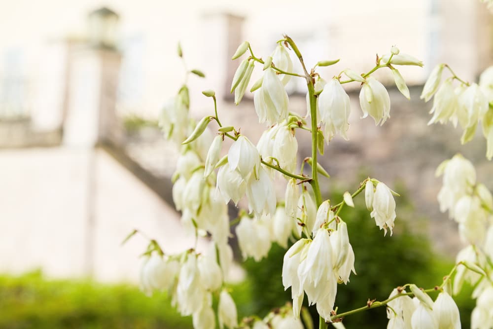 Spanish Dagger (Yucca aloifolia)