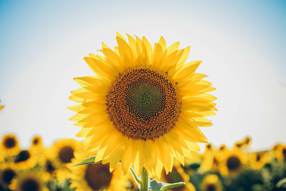Sunflowers