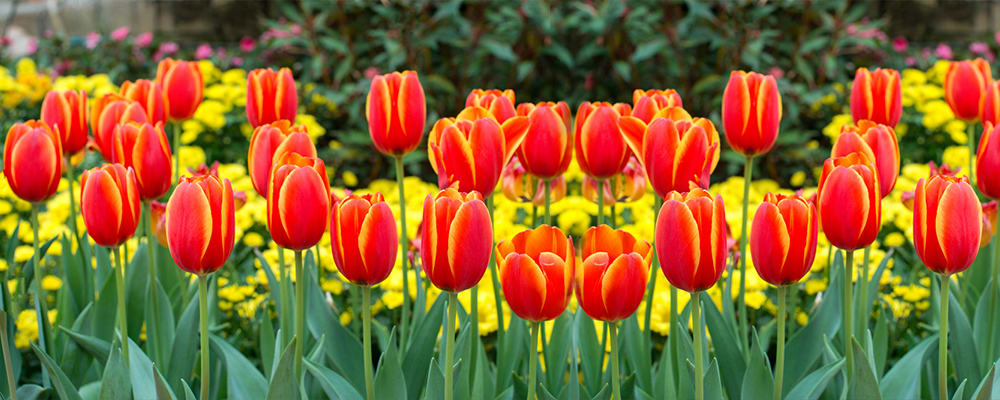 Tulips