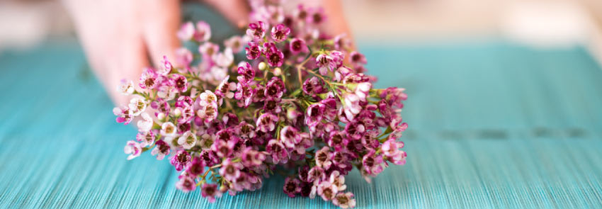 Waxflower