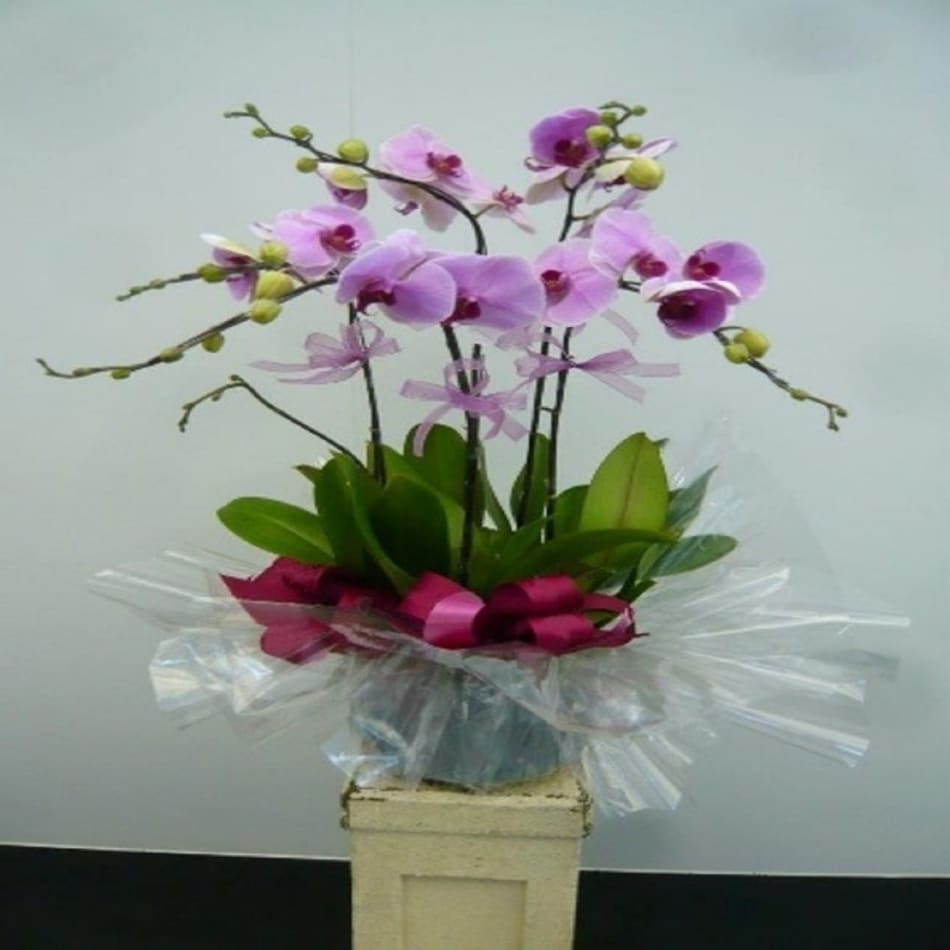 5 Stems Orchid Plant: Order Flowers Online | Interflora India