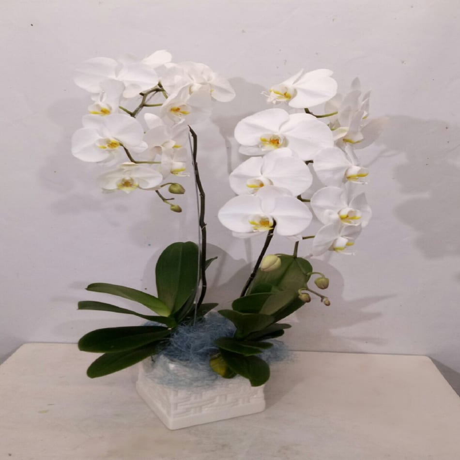 Arrangement of Phalaenopsis Orchid Plants: Order Flowers Online ...