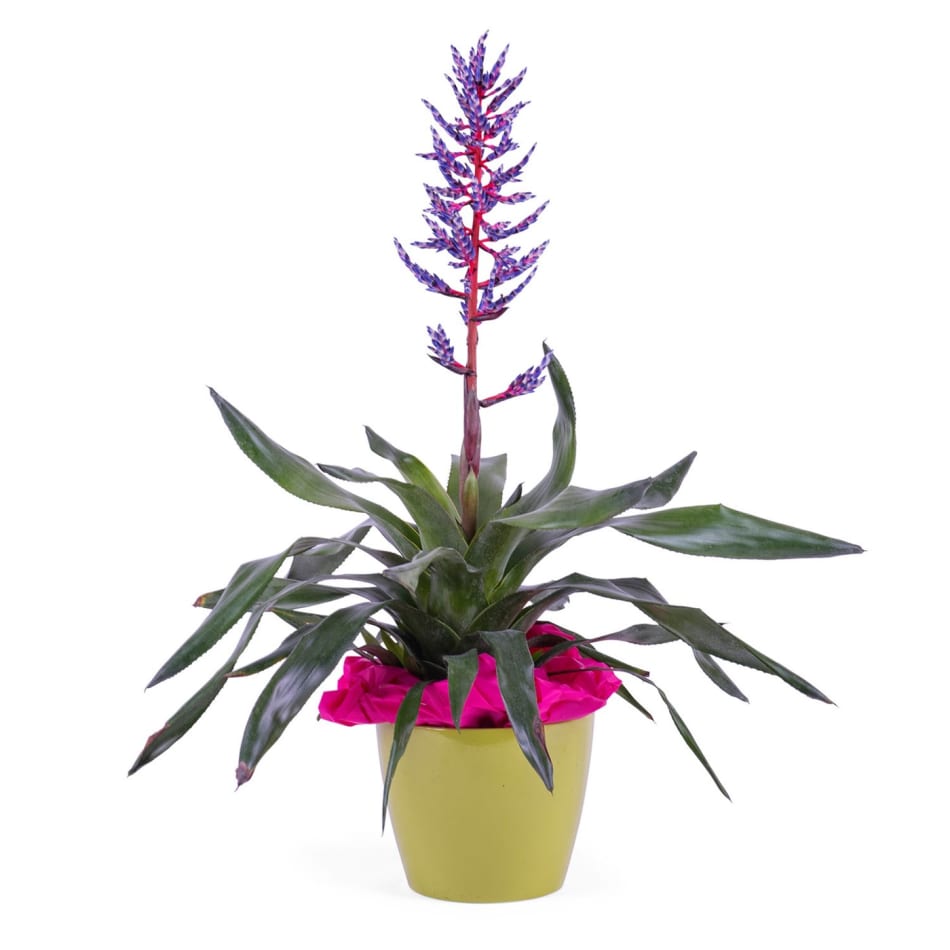 Bromelia Plant : Order Flowers Online | Interflora India