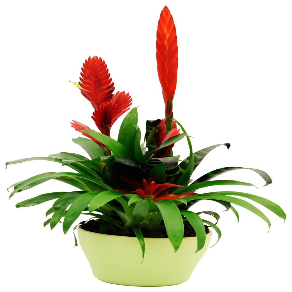 Bromelias: Order Flowers Online | Interflora India