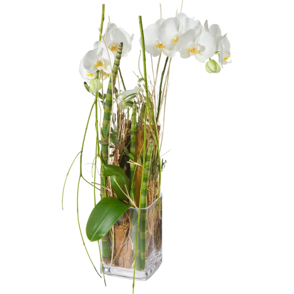 Enchantment orchid plant incl. vase : Order Flowers Online ...