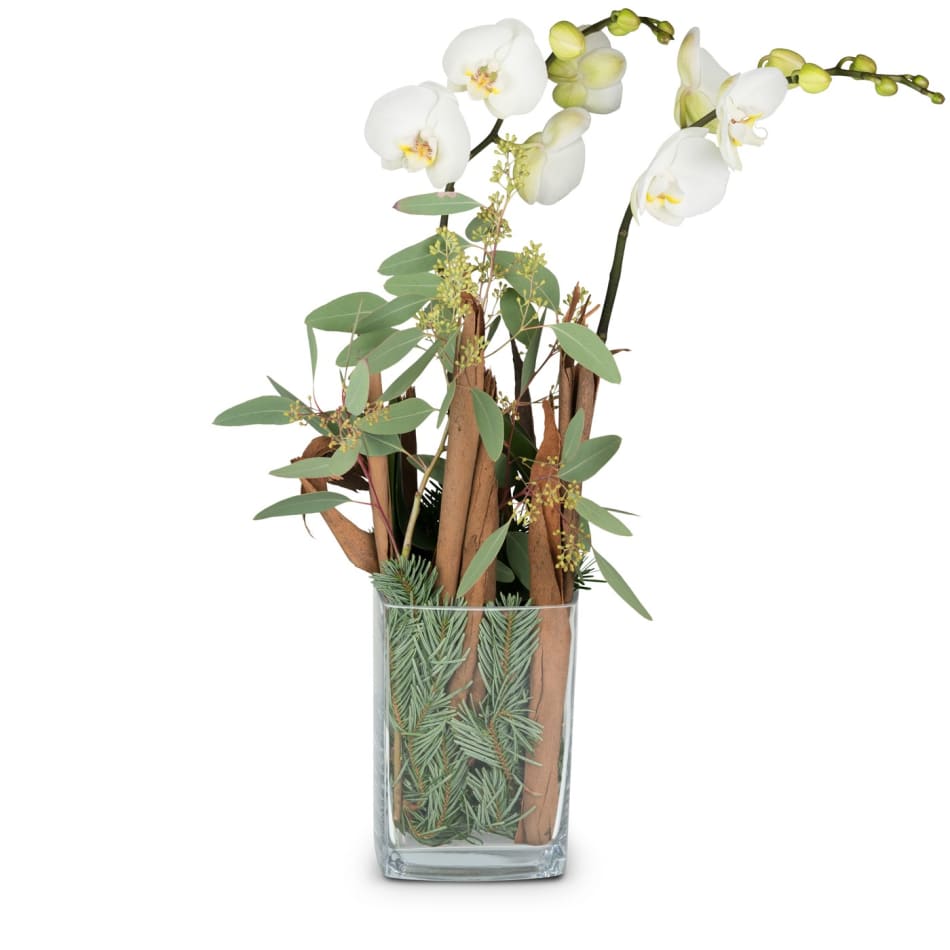Natural winter poetry orchid plant in vase : Order Flowers Online ...