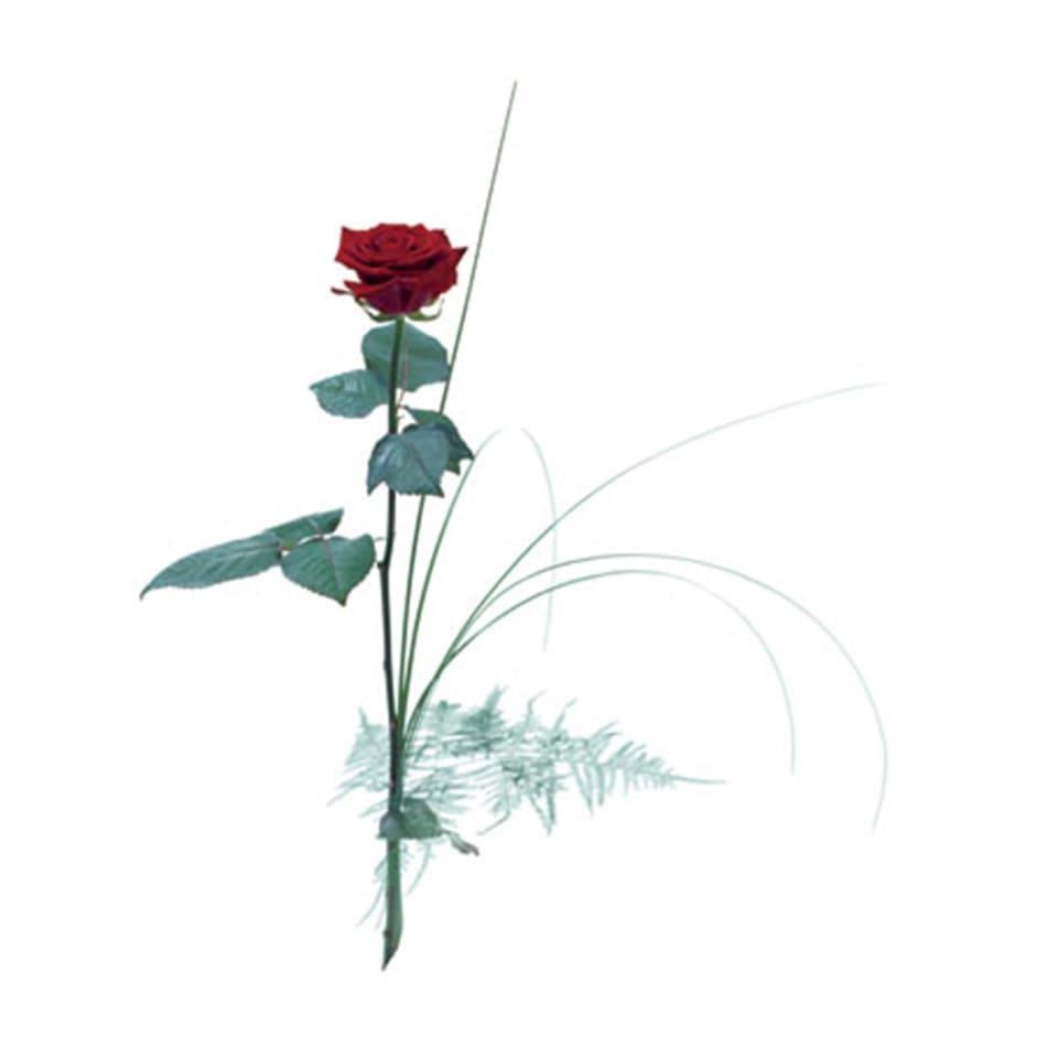 Single flower Red rose: Order Flowers Online | Interflora India