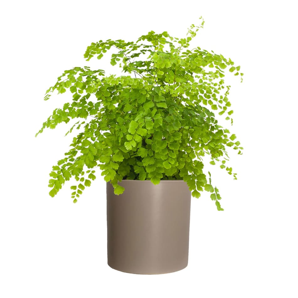 Venus Hair Fern: Order Flowers Online | Interflora India Venus Hair Fern: Order Flowers Online | Interflora India