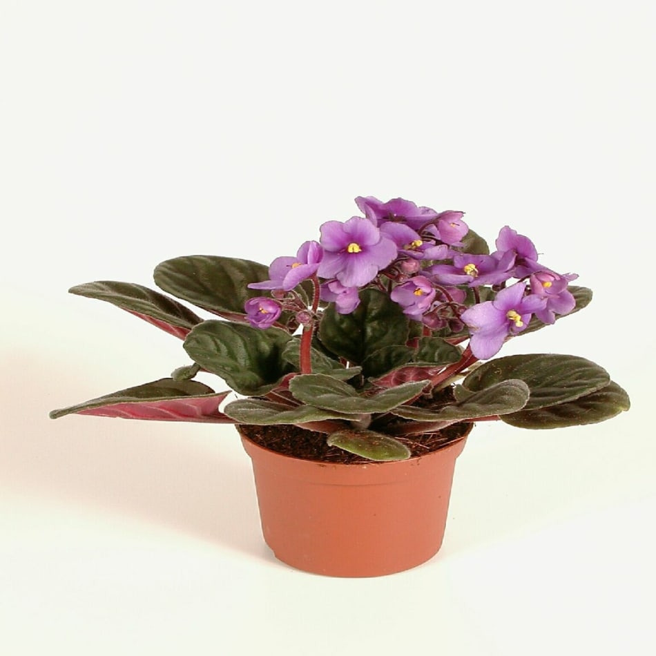 violet plant: Order Flowers Online | Interflora India