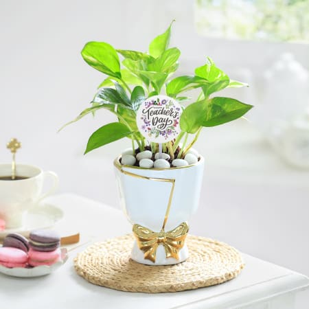 Plants for Teachers
