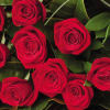 12 Red roses bouquet Online