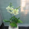 3 Stems Orchid Plant Online